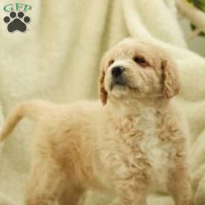 Samson~ F1BB, Labradoodle Puppy